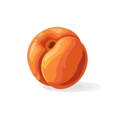 Illustration of apricot