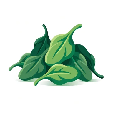 Illustration of spinach, raw
