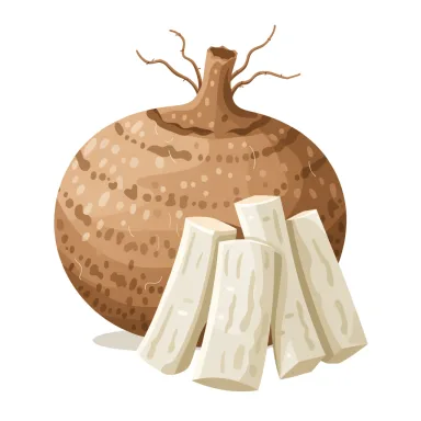 Illustration of jicama, raw