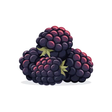 Illustration of blackberries