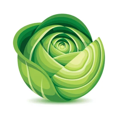 Illustration of cabbage, raw